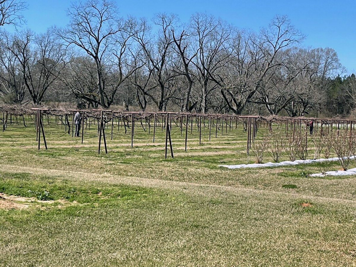 muscadine planting at the beaumont horticulutre unit in Mississippijpg